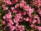 Pink flowers of Rhododendron simsii