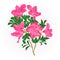 Pink flowers rhododendron twig with leaves mountain shrub vintage hand draw vector