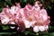 Pink flowers of Rhododendron yakushimanum