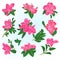 Pink flowers rhododendrons and leaves mountain shrub on a blue background vintage vector illustration editable