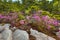Pink flowers of rhodora near summit of Mt. Kearsarge