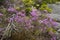 Pink flowers of rhodora near summit of Mt. Kearsarge