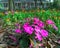 Pink flowers in Rip Van Winkle Gardens