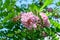 Pink flowers of Robinia margaretta Casque Rouge tree commonly known as locust, and green leaves in a summer garden, beautiful