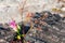 Pink flowers on Rock at Lan Hin Tak Natural split of rock