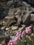 Pink flowers on rocks: focus on flowers