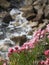 Pink flowers on rocks : focus on the flowers