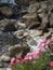 Pink flowers on rocks : focus on the rocks