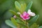 Pink flowers of Rose Myrtle growing in Singapore, Asia Rhodomyrtus tomentosa