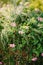 Pink flowers and rosemary in clay pot