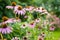 Pink flowers of rudbeckia, commonly known as coneflowers or black eyed susans, in a sunny autumn garden. Rudbeckia fulgida or