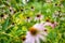 Pink flowers of rudbeckia, commonly known as coneflowers or black eyed susans, in a sunny autumn garden. Rudbeckia fulgida or