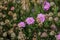 Pink flowers of Scabiosa `Pink Mist` blooming in the summer