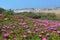 Pink flowers and Scoglitti South Sicilian Coast Sicily Italy