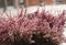 Pink flowers, selective soft focus, shallow depth of field, vintage tone