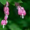 Pink flowers in the shape of a heart in the grass