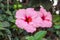 Pink flowers of shoeblack plant in bloom