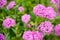 Pink flowers (silene compacta)