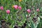 Pink flowers of single tulips