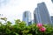 Pink flowers and skyscraper