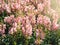 Pink flowers of snapdragon Antirrhinum majus on the flowerbed background