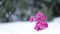 Pink flowers and snowflakes falling on snow landscape. Slow motion.