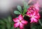 Pink flowers soft blur blooming in garden