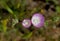 Pink flowers of Southern Checkerbloom