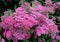 Pink flowers of a spirea Japanese (Spiraea japonica L. f. )