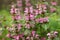 Pink flowers of spotted dead-nettle