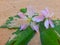 Pink flowers in spring amazing in sand dunes