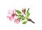 Pink flowers, spring blossom. Flowering branch of apple, cherry tree. Watercolor floral twig