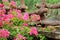 Pink flowers in Sri Lanka