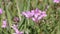 Pink flowers of stork`s-bill Erodium cicutarium plant in wild nature