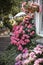 Pink flowers on the streets of amsterdam