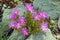 Pink flowers of succulent perennial plant of Carpobrotus acinaciformis among stones