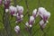 pink flowers of Sulanja magnolia