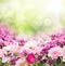 Pink flowers on sunny background, floral border