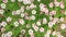 Pink flowers swaying floral background