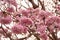 Pink flowers Tabebuia rosea blossom