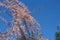 Pink flowers of a tamarisk with blue sky background, Tamarix gallica or tamariske