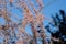 Pink flowers of a tamarisk with blue sky background, Tamarix gallica or tamariske