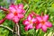 Pink flowers with thin petals