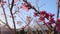 Pink flowers on tree branches, spring blossom, early morning sun rays