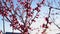 Pink flowers on tree branches, spring blossom, early morning sun rays