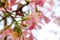 Pink flowers on tree Ceiba speciosa  Cotton tree, silk floss tree close-up