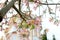 Pink flowers on tree Ceiba speciosa  Cotton tree, silk floss tree on a sity street