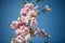 Pink flowers on the tree, ornamental cherry, blue sky