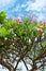 Pink flowers of tropical tree frangipani (plumeria)