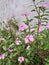 pink flowers of the type Catharanthus roseus or also called Tapak Dara bloom simultaneously